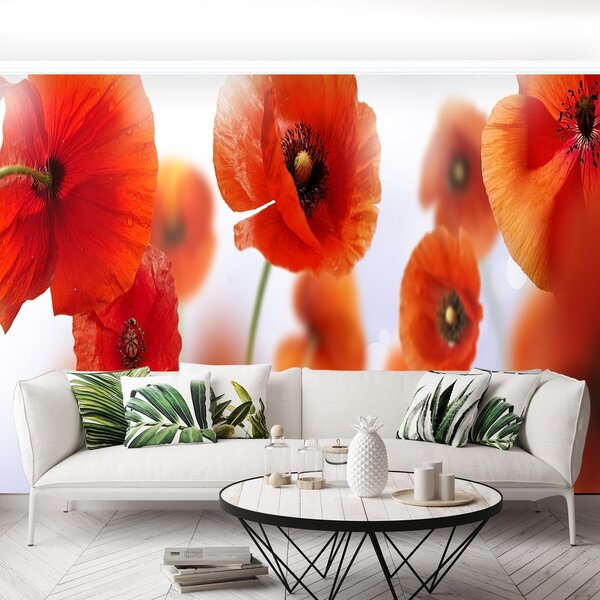 Fototapeta Vliesová Mak 250x104 cm
