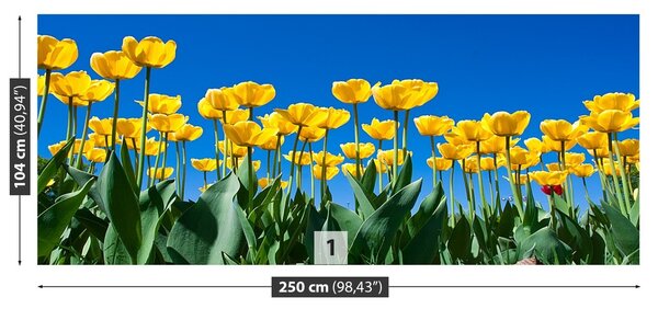 Fototapeta Vliesová Tulipán kvety 250x104 cm