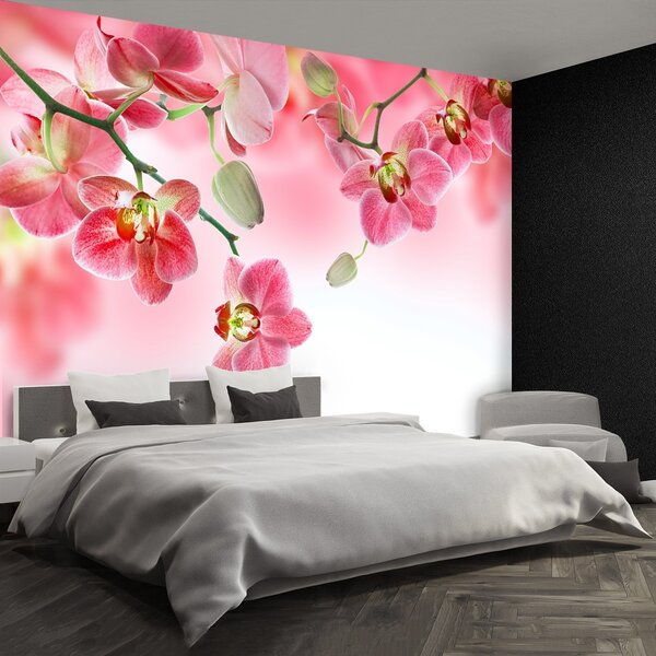 Fototapeta Vliesová Tropické orchidey 250x104 cm
