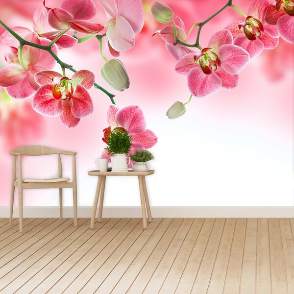 Fototapeta Vliesová Tropické orchidey 250x104 cm