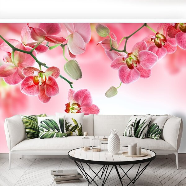 Fototapeta Vliesová Tropické orchidey 250x104 cm