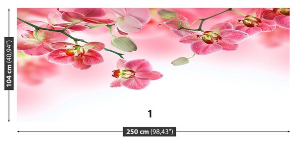 Fototapeta Vliesová Tropické orchidey 250x104 cm