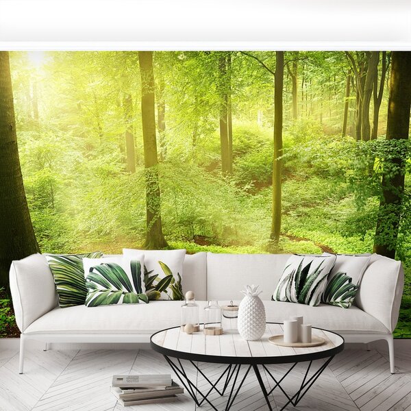 Fototapeta Vliesová Hmlistý les 250x104 cm