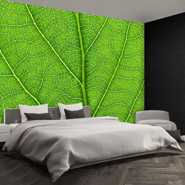 Fototapeta Vliesová Zelený list 250x104 cm