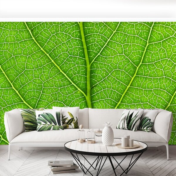 Fototapeta Vliesová Zelený list 250x104 cm