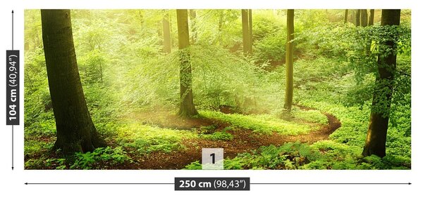 Fototapeta Vliesová Hmlistý les 250x104 cm