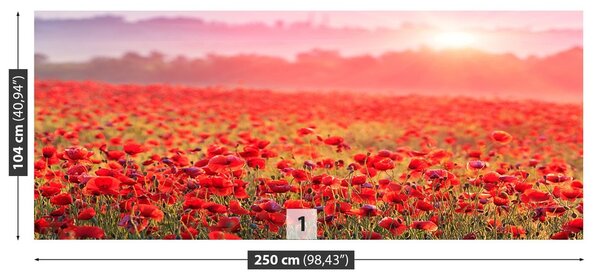 Fototapeta Vliesová Pole s maky 250x104 cm