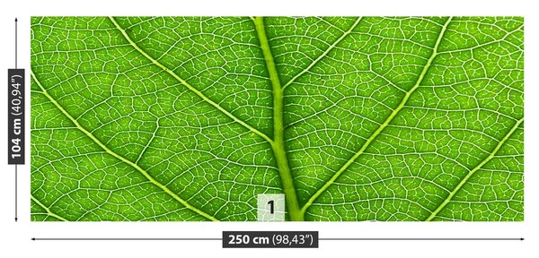 Fototapeta Vliesová Zelený list 250x104 cm