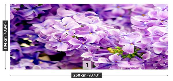 Fototapeta Vliesová Fialové kvety 250x104 cm
