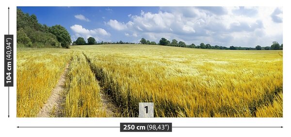 Fototapeta Vliesová Obilné polia 250x104 cm