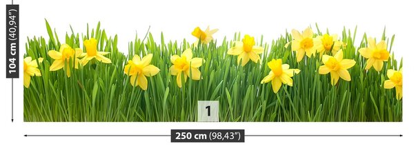 Fototapeta Vliesová Biely narcis 250x104 cm