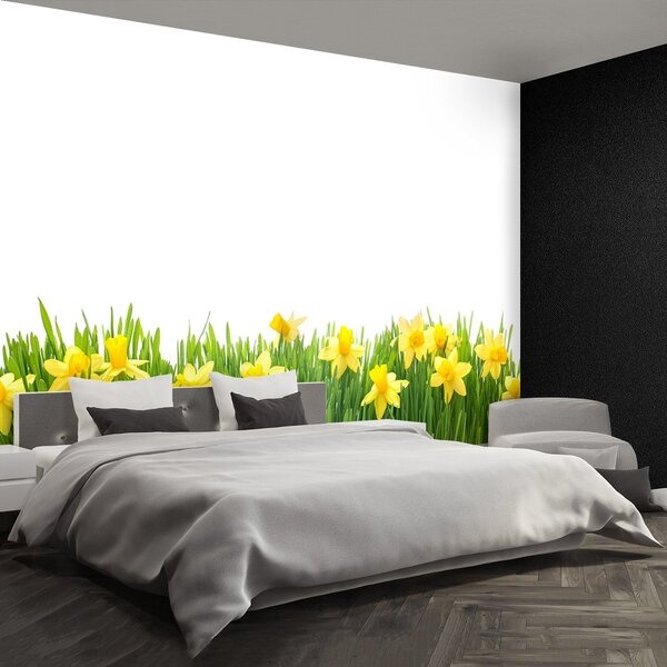 Fototapeta Vliesová Biely narcis 250x104 cm