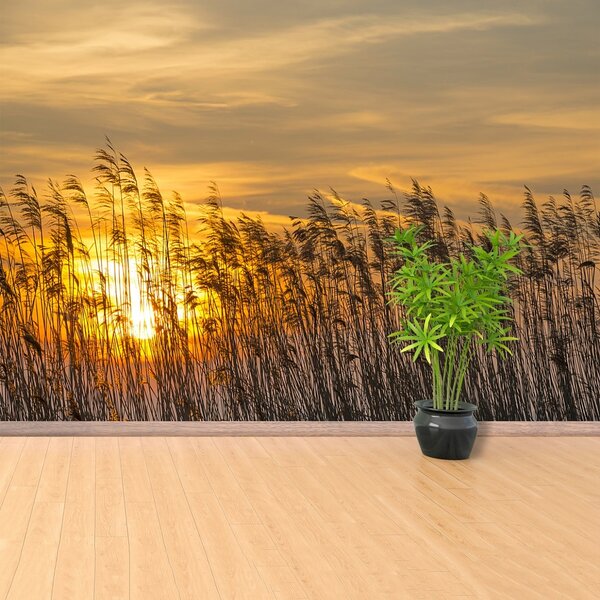 Fototapeta Vliesová Reed sun 250x104 cm