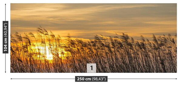 Fototapeta Vliesová Reed sun 250x104 cm