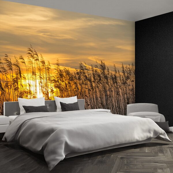 Fototapeta Vliesová Reed sun 250x104 cm