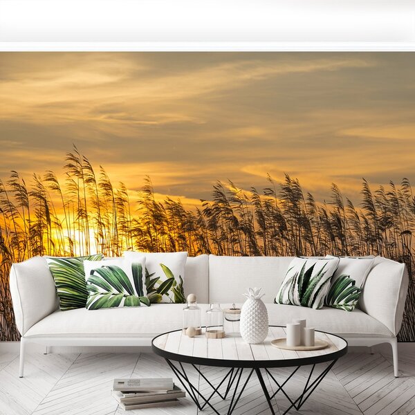 Fototapeta Vliesová Reed sun 250x104 cm