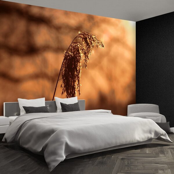 Fototapeta Vliesová Trstina tráva 250x104 cm