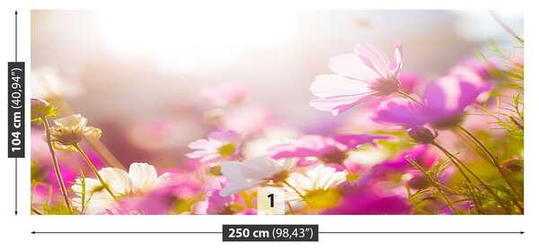 Fototapeta Vliesová Sedmokrásky kvety 250x104 cm