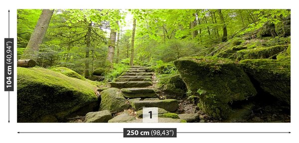 Fototapeta Vliesová Lesný chodník 250x104 cm