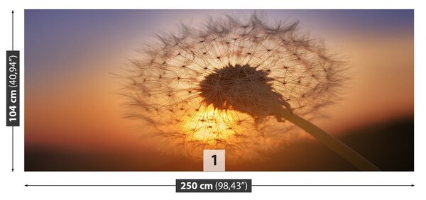 Fototapeta Vliesová Púpava 250x104 cm