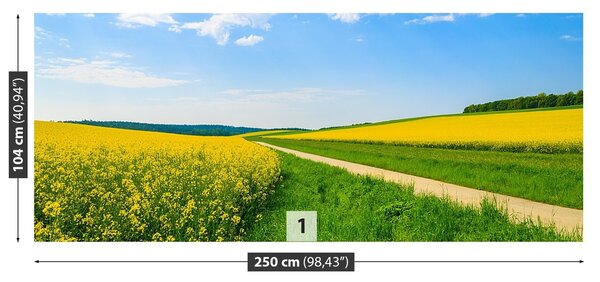 Fototapeta Vliesová Pole repky 250x104 cm