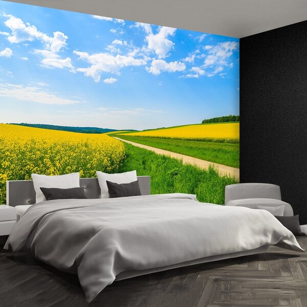Fototapeta Vliesová Pole repky 250x104 cm
