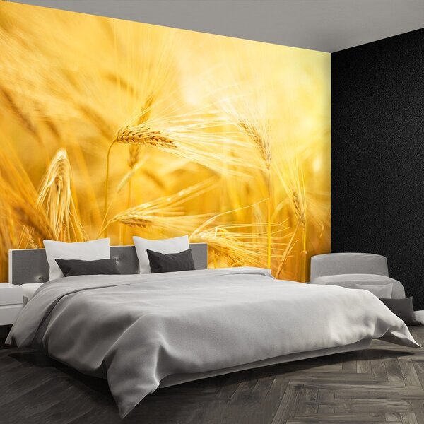 Fototapeta Vliesová Pšeničné polia 152x104 cm