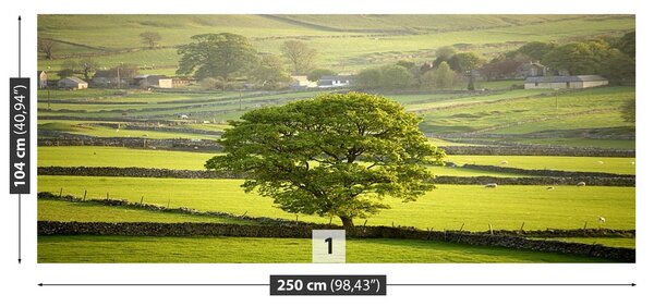 Fototapeta Vliesová Anglie derbyshire 250x104 cm