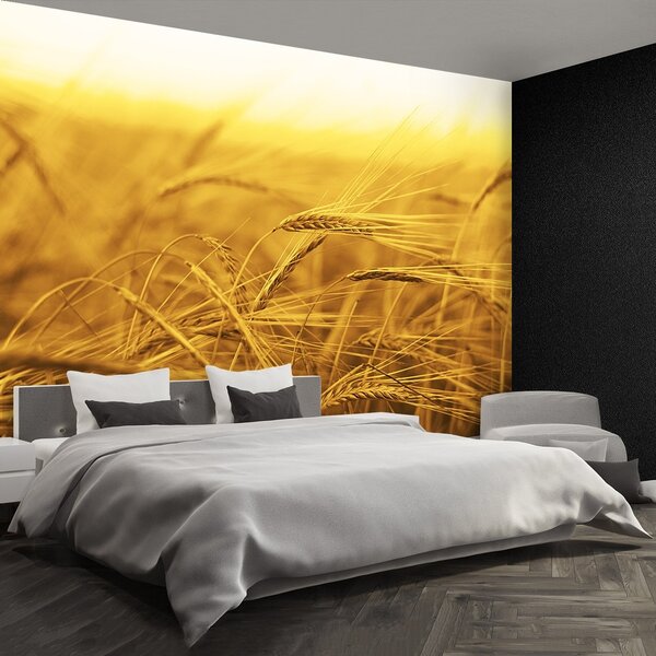 Fototapeta Vliesová Pšeničné polia 104x70 cm