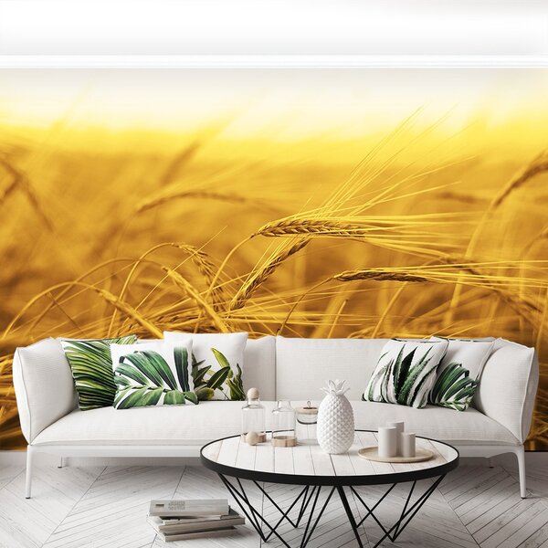 Fototapeta Vliesová Pšeničné polia 104x70 cm