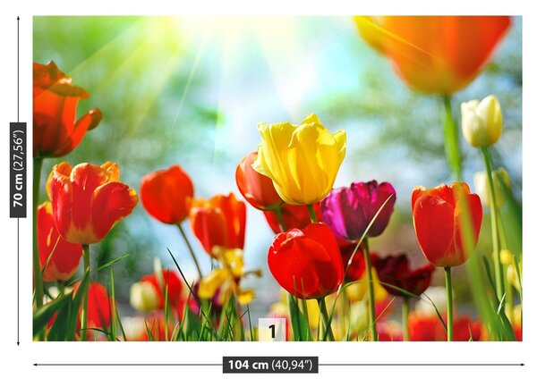 Fototapeta Vliesová Kvety tulipánov 104x70 cm