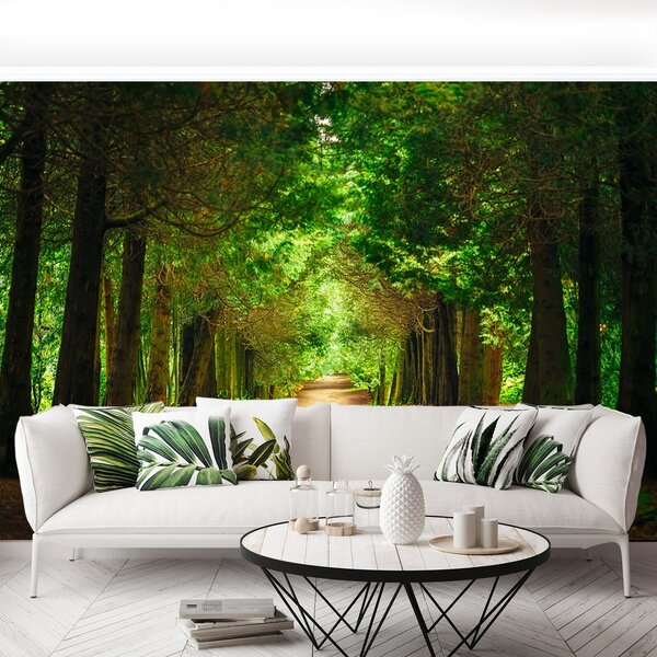 Fototapeta Vliesová Chodník stromy 104x70 cm