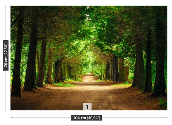 Fototapeta Vliesová Chodník stromy 104x70 cm