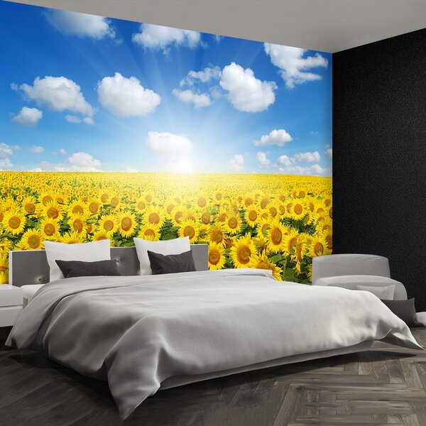 Fototapeta Vliesová Pole slnečníc 250x104 cm