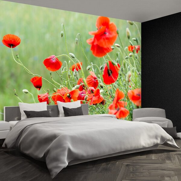 Fototapeta Vliesová Pole mak 104x70 cm