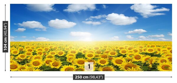 Fototapeta Vliesová Pole slnečníc 250x104 cm