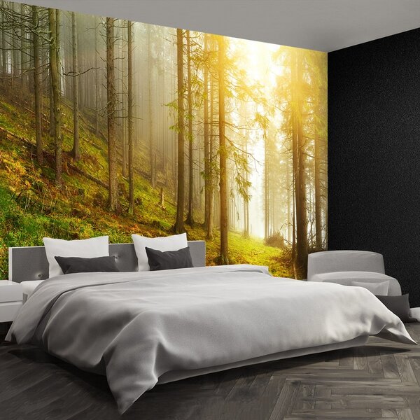 Fototapeta Vliesová Les 104x70 cm