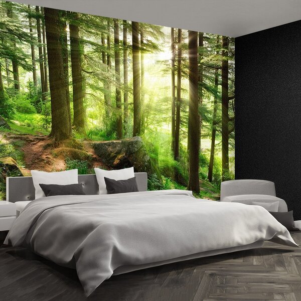 Fototapeta Vliesová Hmla les 104x70 cm