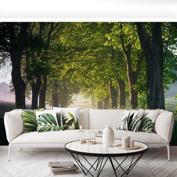 Fototapeta Vliesová Alej stromov 104x70 cm