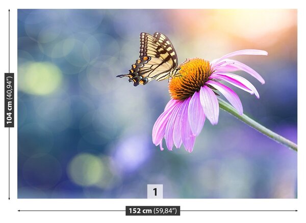 Fototapeta Vliesová Echinacea butterfly 152x104 cm