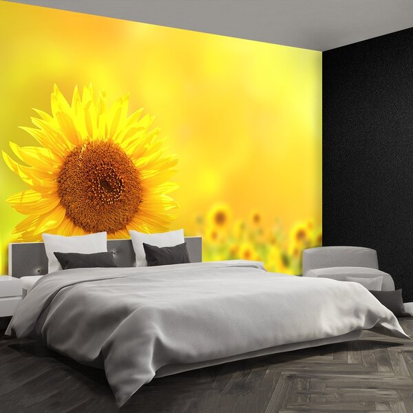 Fototapeta Vliesová Žlté slnečnice 250x104 cm