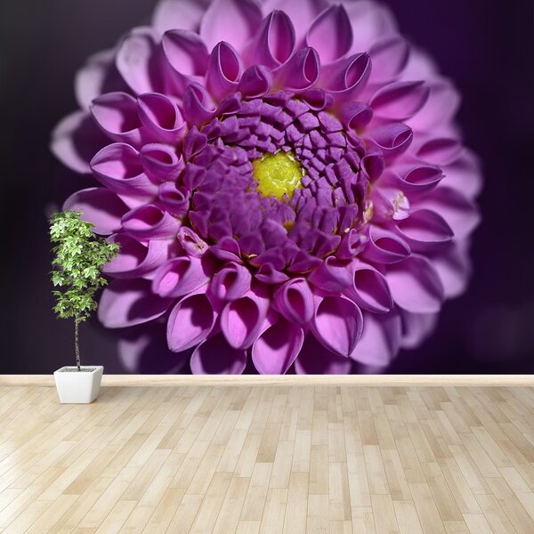 Fototapeta Vliesová Dahlia ružová 250x104 cm