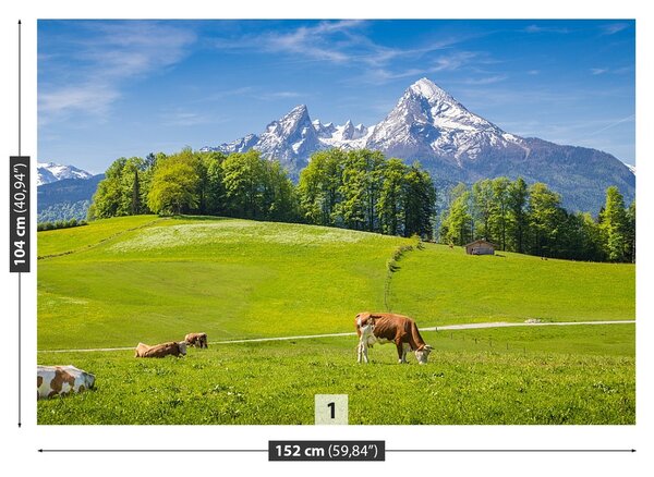 Fototapeta Vliesová Kravy alpy 152x104 cm