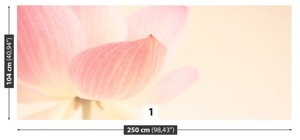 Fototapeta Vliesová Ružový lotos 250x104 cm