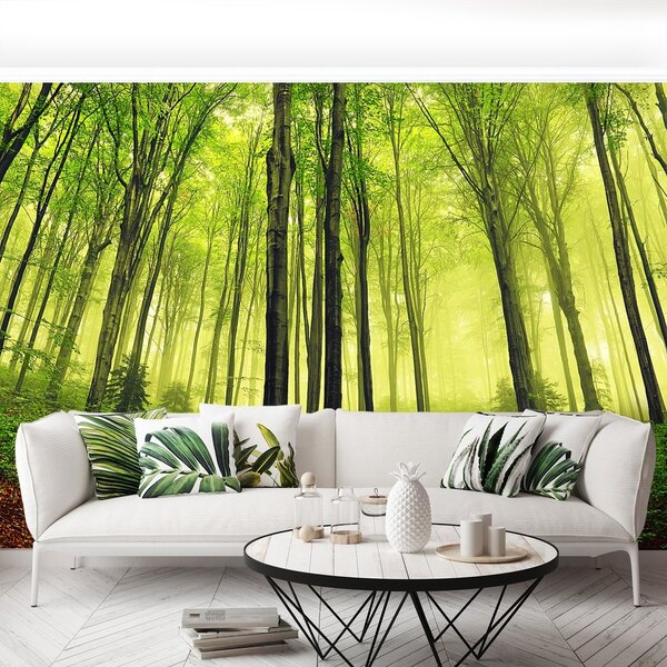 Fototapeta Vliesová Hmla les 104x70 cm