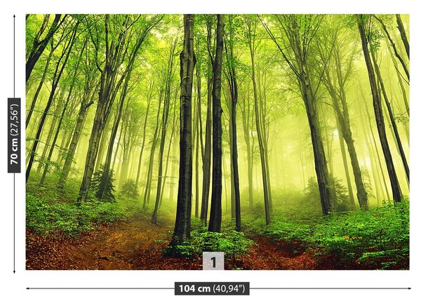 Fototapeta Vliesová Hmla les 104x70 cm