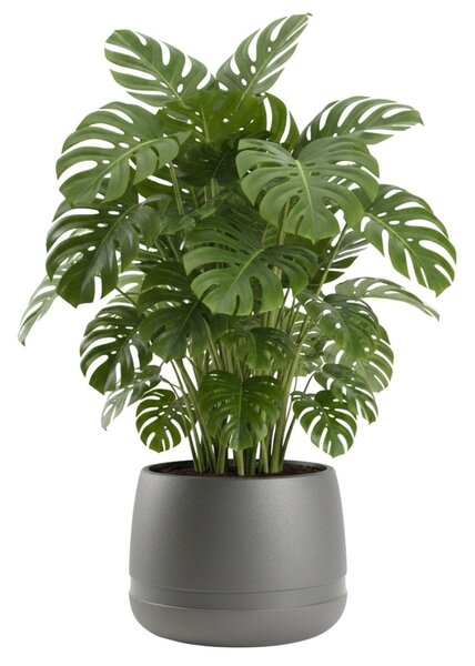 PLASTOVÝ KVETINÁČ LUNA VASE 48X38 CM ANTRACITOVÁ