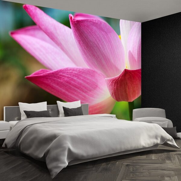 Fototapeta Vliesová Ružový lotos 250x104 cm
