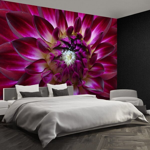 Fototapeta Vliesová Aster fialový 152x104 cm