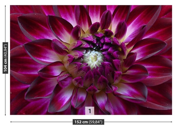 Fototapeta Vliesová Aster fialový 152x104 cm